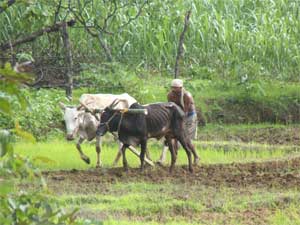 paddy field ploughing - malvani days