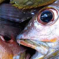 ताज्या माशाचे डोळे पहा